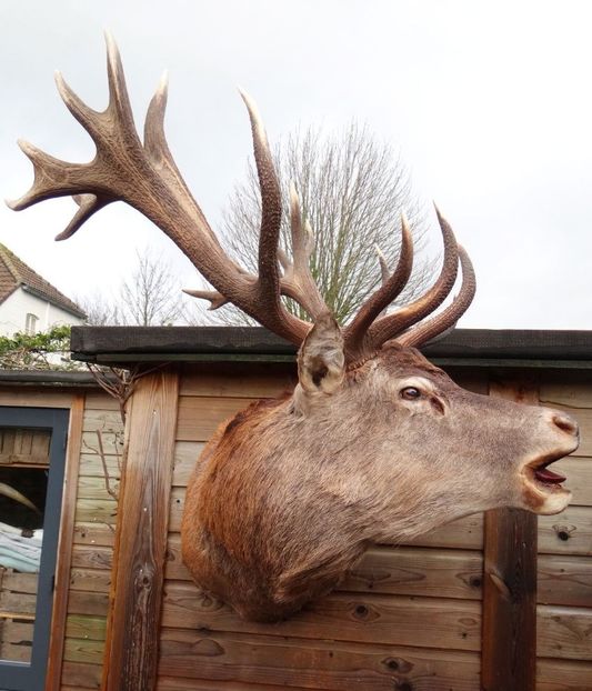 Cerb carpatin_2 - Trofee naturalizate profesional