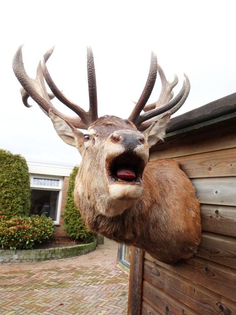 Cerb carpatin_4 - Trofee naturalizate profesional