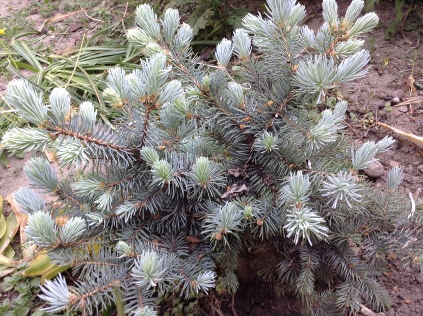 Picea pungens galuca globosa - Primavara 2018
