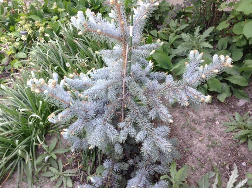 Picea pungens hoopsi - Primavara 2018