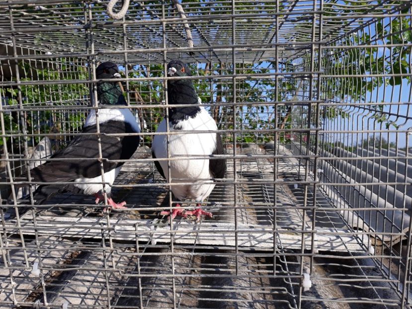  - porumbei strasseri