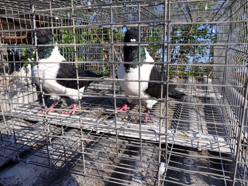  - porumbei strasseri