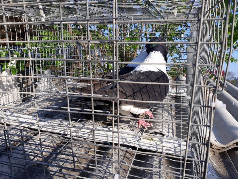  - porumbei strasseri