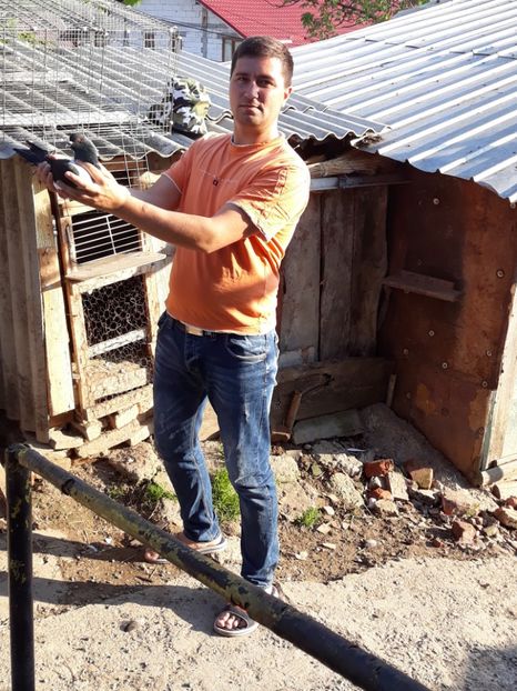  - porumbei strasseri