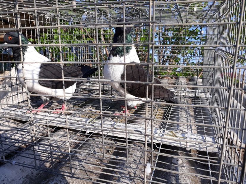  - porumbei strasseri