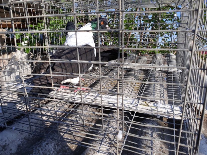  - porumbei strasseri