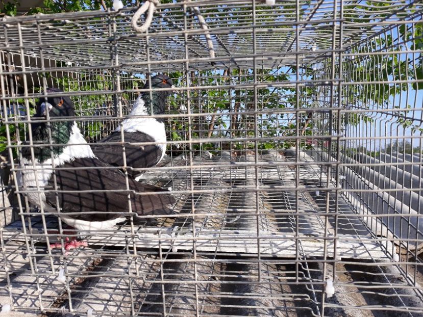  - porumbei strasseri