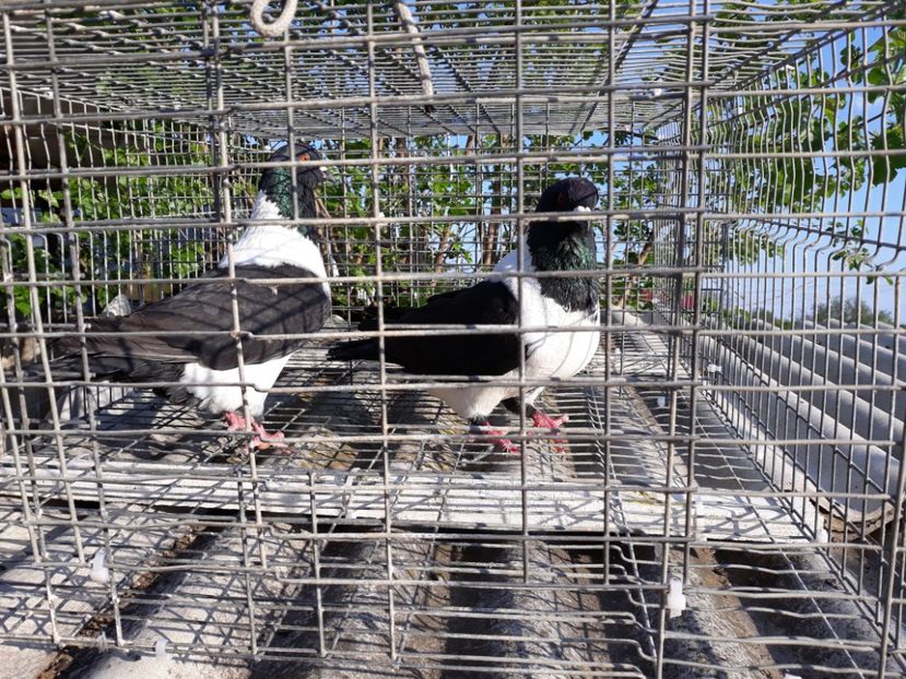  - porumbei strasseri