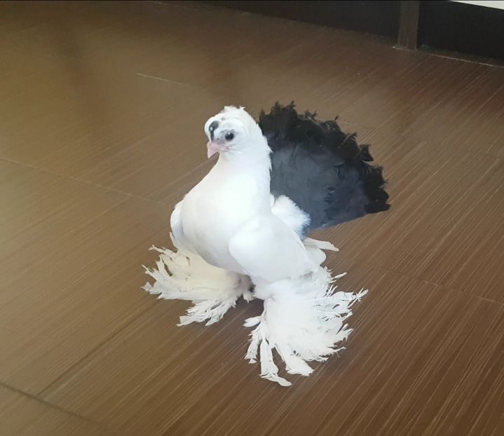  - Omski si Nordcaucazieni 2018