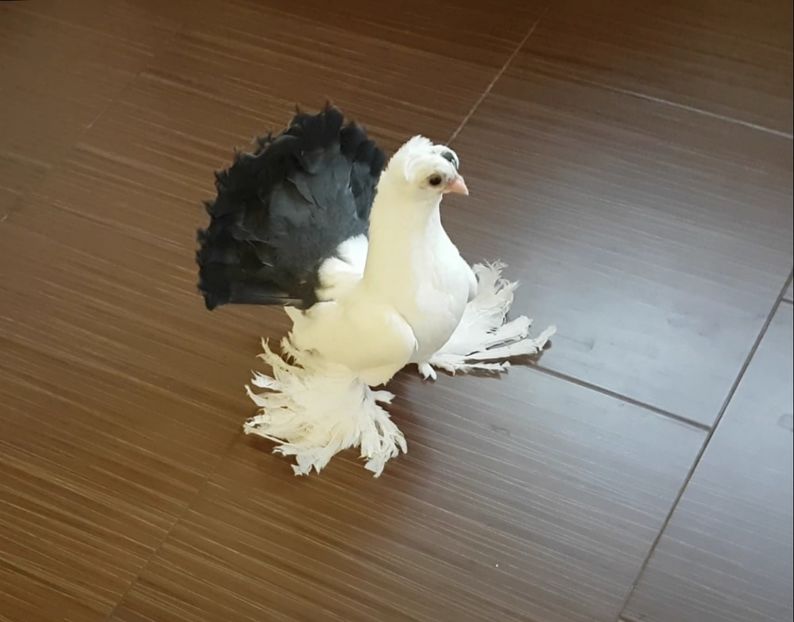  - Omski si Nordcaucazieni 2018