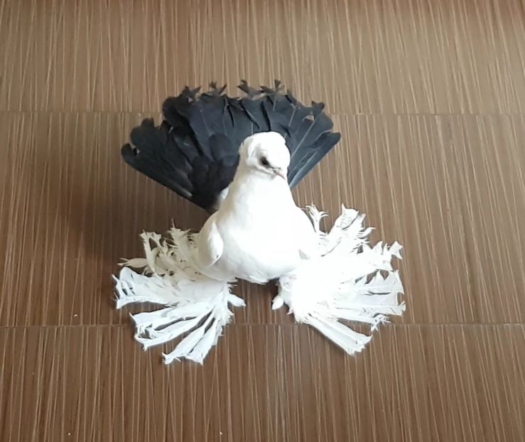  - Omski si Nordcaucazieni 2018