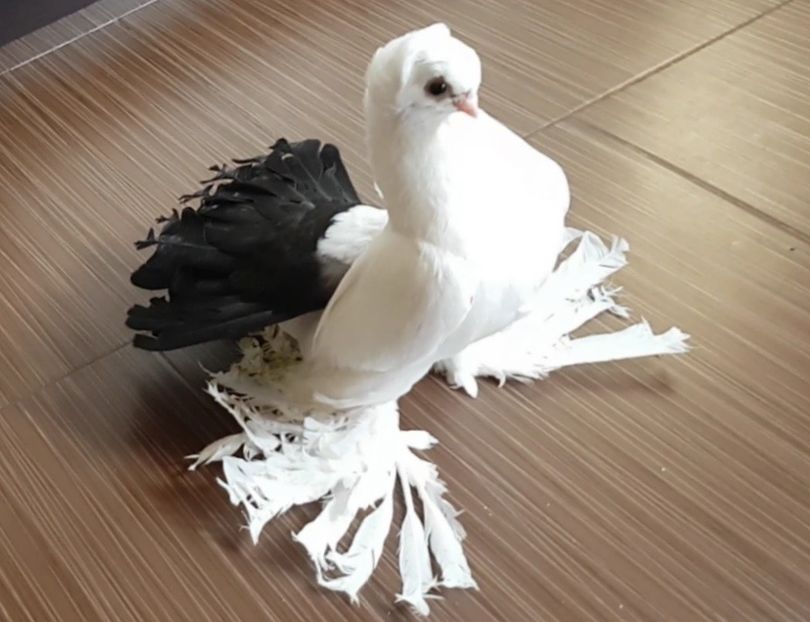  - Omski si Nordcaucazieni 2018