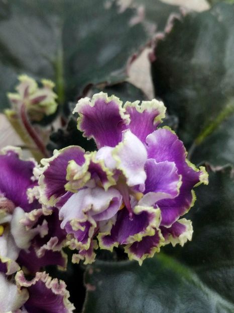 27 apr - ZZ LE Pariszkije Tainy