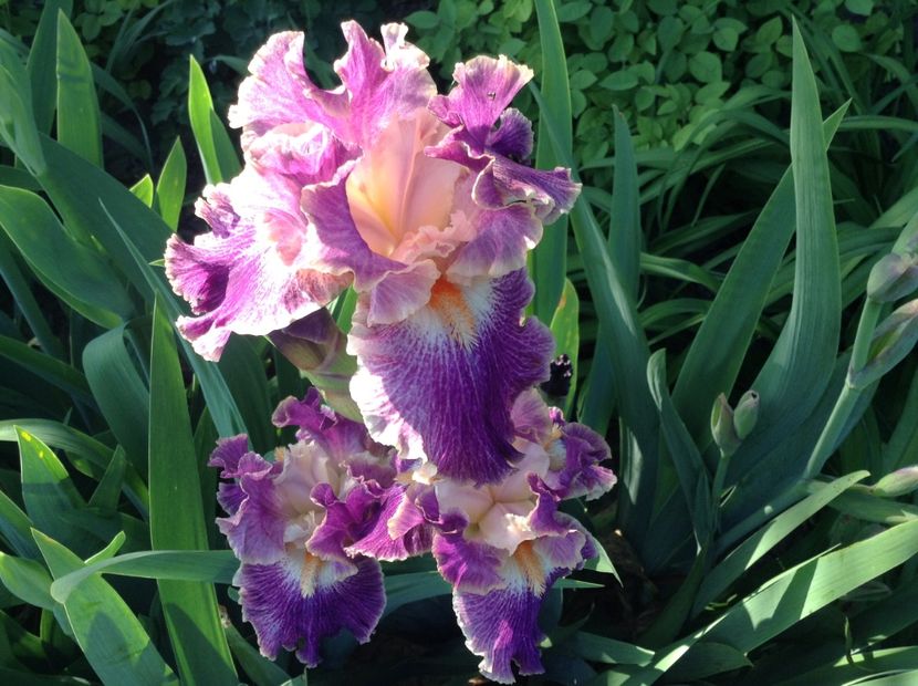 Fancy woman - Irisi 2018