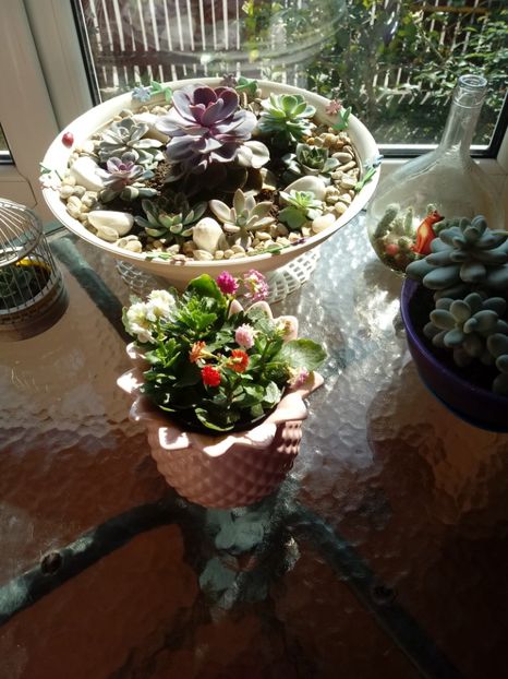 Echeveria si Kalanchoe - Aranjamente cu flori