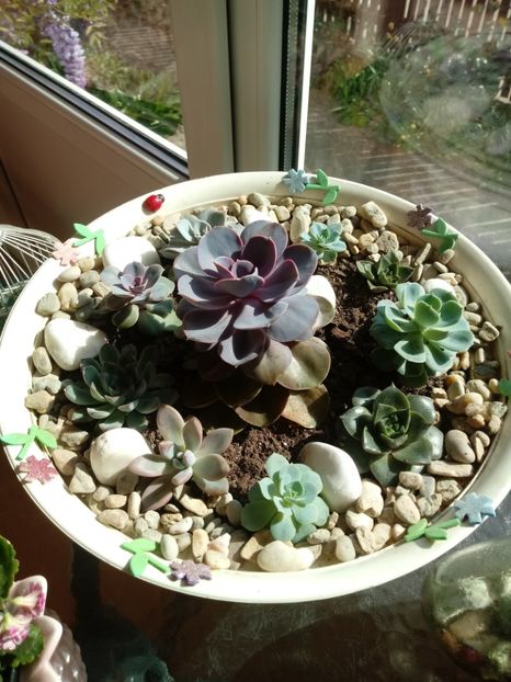 Echeveria - Aranjamente cu flori