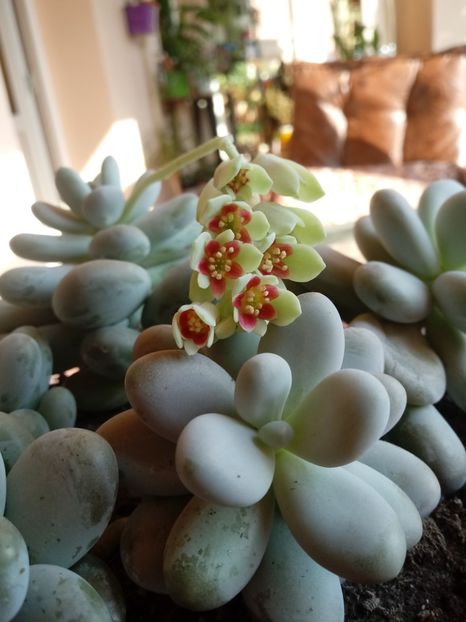 Pachyphytum Oviferum-Planta Drajeu - Echeveria si alte suculente asemanatoare