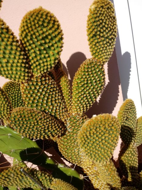 Opuntia - Cactusi