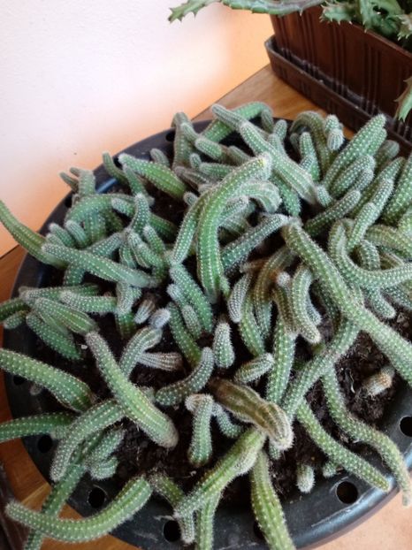 - Cactusi