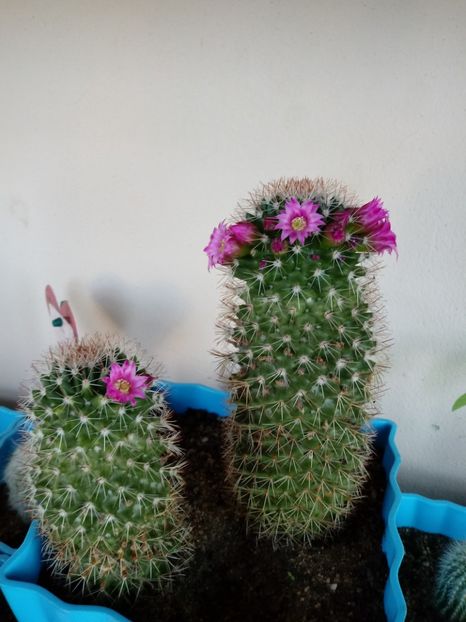 Mammillaria Backebergiana - Mammillaria