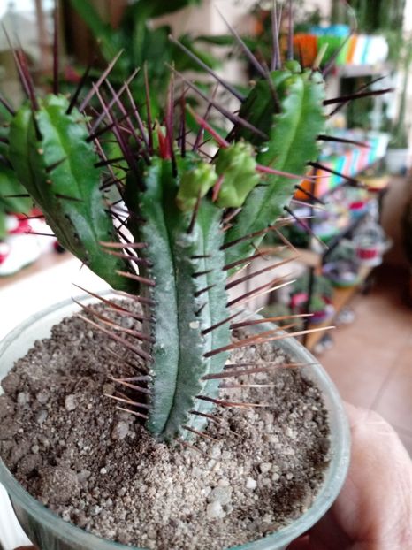  - Cactusi