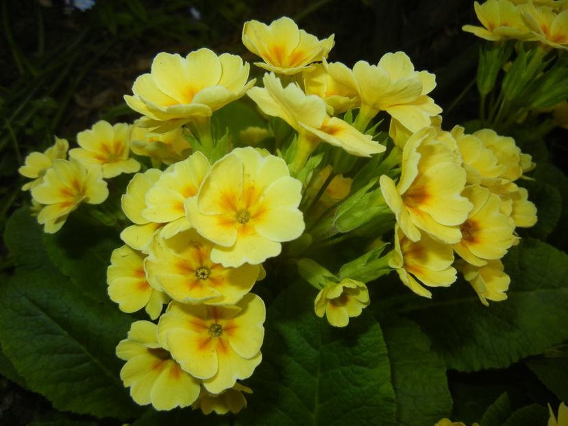 Primula polyanthus Yellow (2018, Apr.17) - Primula polyanthus Yellow