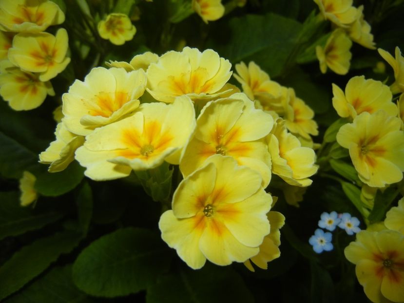 Primula polyanthus Yellow (2018, Apr.17) - Primula polyanthus Yellow