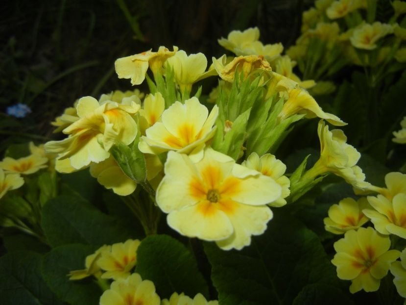 Primula polyanthus Yellow (2018, Apr.22) - Primula polyanthus Yellow