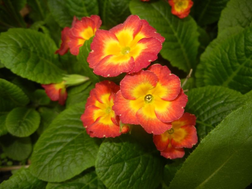 Primula polyanthus Red (2018, April 17) - Primula polyanthus Red