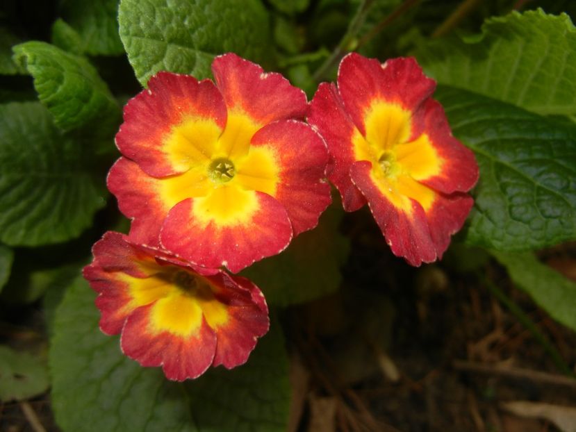 Primula polyanthus Red (2018, April 17) - Primula polyanthus Red