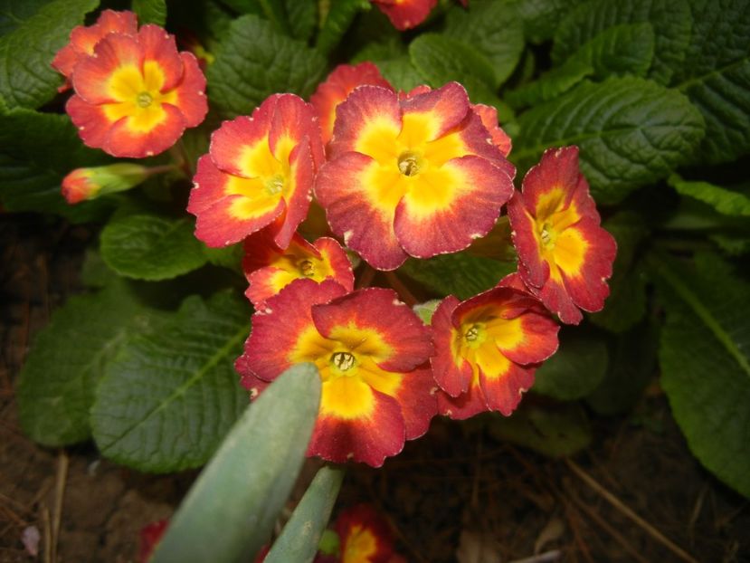 Primula polyanthus Red (2018, April 17) - Primula polyanthus Red