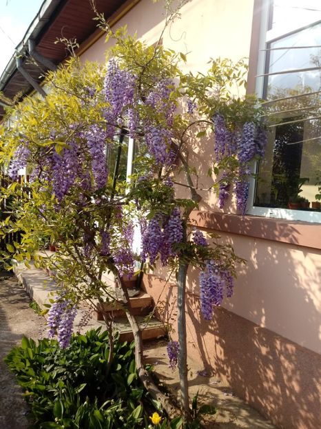 Mai 2018 Glicina - Gradina mea