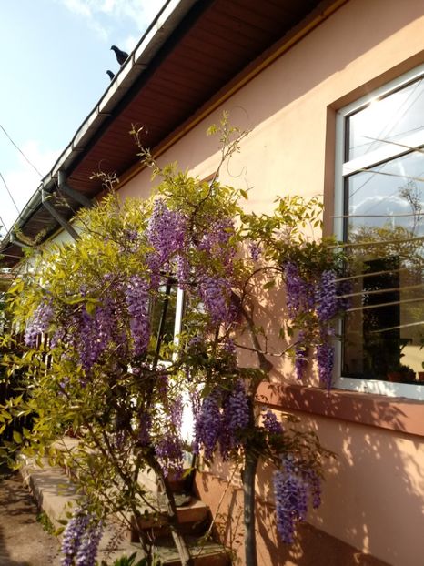 Mai 2018 Glicina - Gradina mea