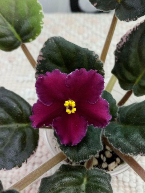 27 apr - ZZ Raspberry Rampage