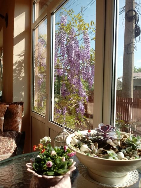 Glicina privita din minisera ! - Gradina mea