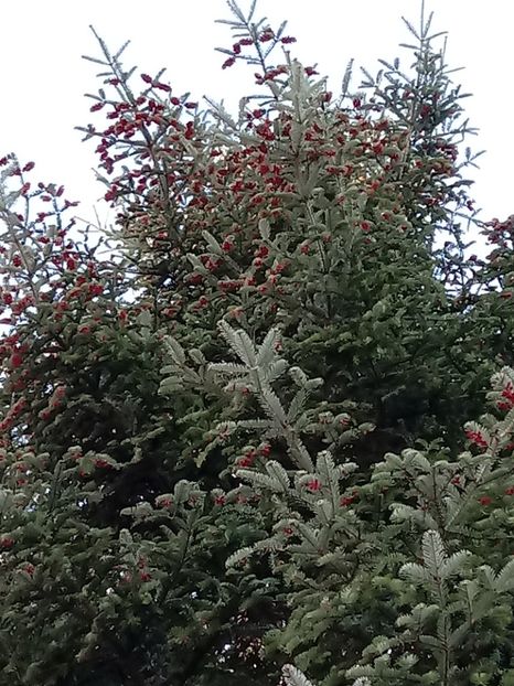 Brazi plantati de tata in 1977 - Gradina mea