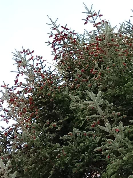Brazi plantati de tata in 1977 - Gradina mea