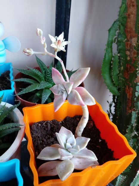 Graptopetalum Paraguayense - Echeveria si alte suculente asemanatoare