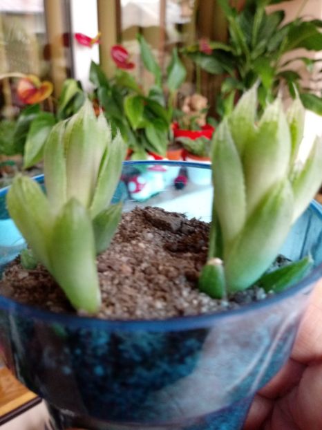 Haworthia Cooperii Obtusa - Haworthia