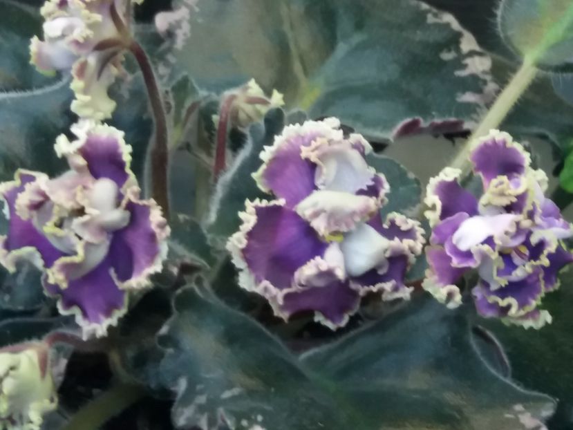 25 apr - ZZ LE Pariszkije Tainy