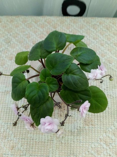 27 apr - Rob s Vanilla trail