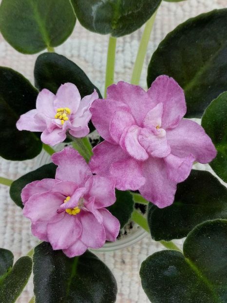 27 apr - ZZ RS Korrida