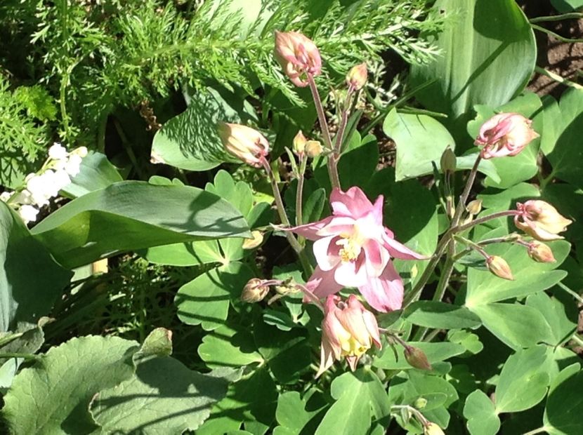  - Caldaruse Columbine