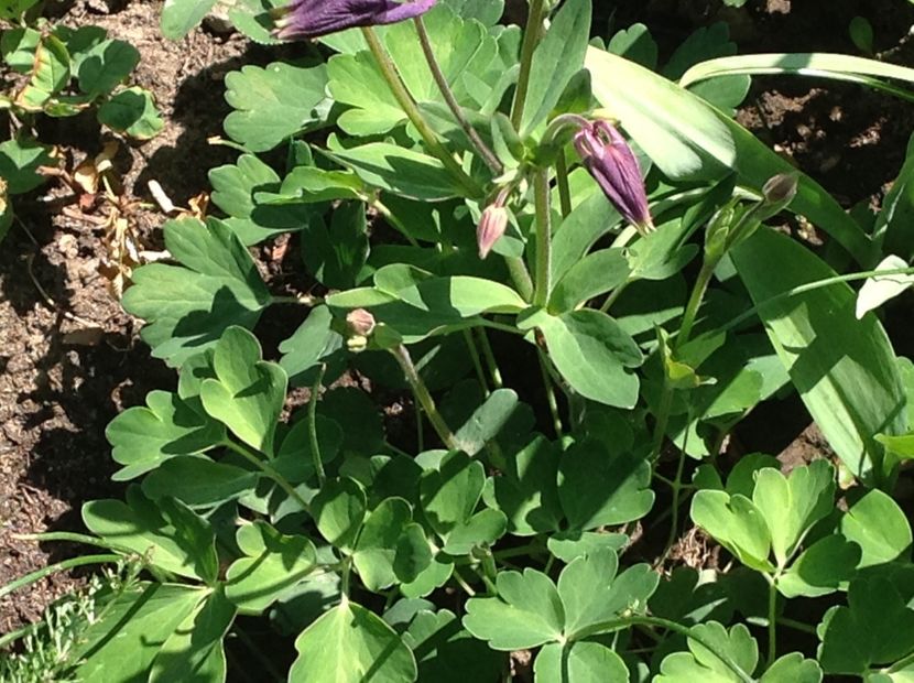  - Caldaruse Columbine