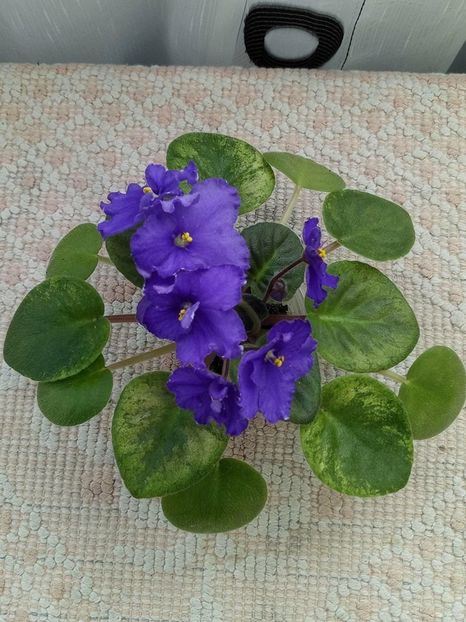 27 apr - ZZ Ethel s Explosion sport