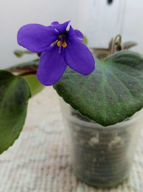 27 apr - ZZ Blue Tail Fly