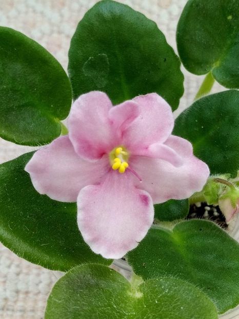 27 apr - ZZ Aca s Pink Delight