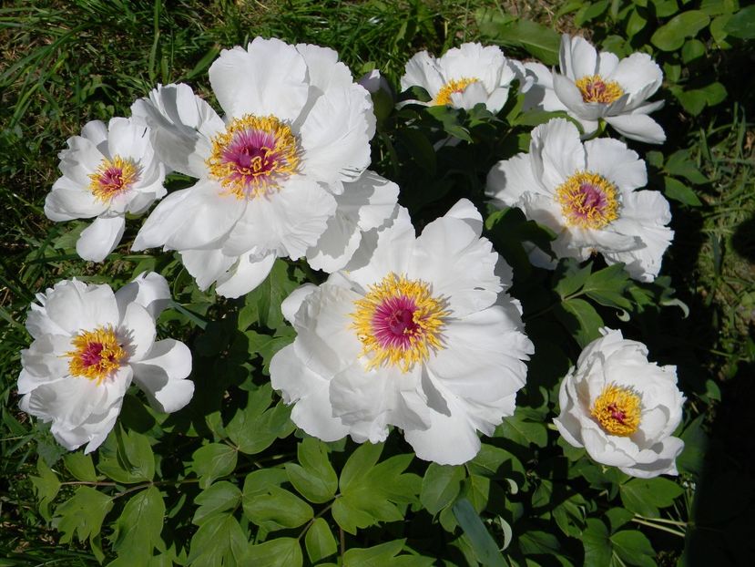  - 1-0 Favoritele gradinii mele