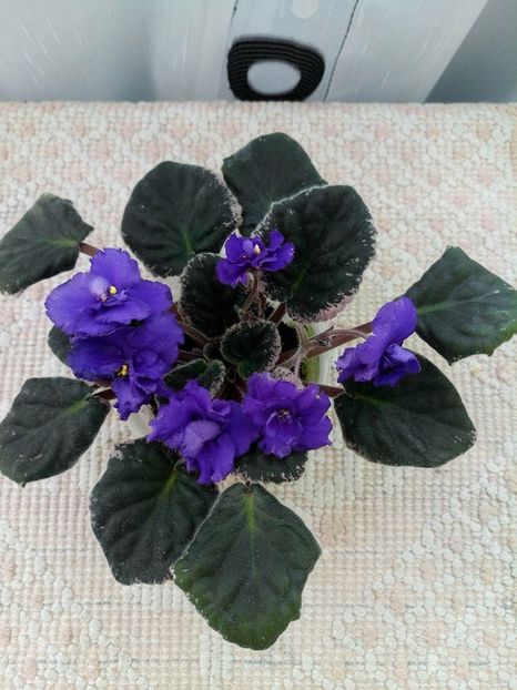 27 apr - ZZ Blueberry Ruffles