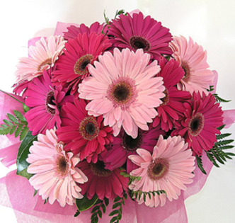 Bunici-GERBERE-ROZ-poza-t-P-n-GERBERA ROZ MARE
